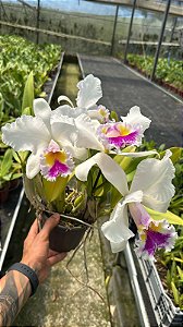 Lc. Orglade's Grand - 3 Frentes Floridas (Gigantes - Vaso Antigo)