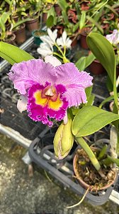 Blc. (Siam Old White x Siam Pink) CT 2 - 2 Flores Gigantes (Matriz)