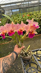 Blc. (Macki Flare x Hall of Fame)CT4 - 2 Frentes Com Flores (Otima Cor)