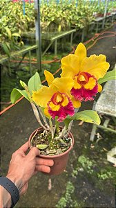 Blc. Chunyeah 17 2 - 2 Frentes com Flores