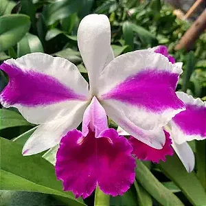 Lc. Remo Prada 'Crown' - Botao Subindo