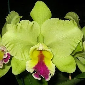 Blc. Memoria Helen Brown - 3 Botoes (Vegetal Anrtigo - Olhar)