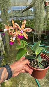 Lc. Tropical Pointer Cheetah 1 - Botoes