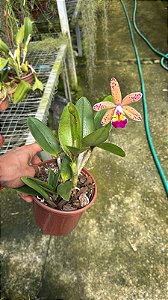 Lc. Tropical Pointer Cheetah 2 - 2 Frentes com Botoes