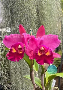 Blc. Mirian Suzuki 'Pink Pearl' 3 - Espata Floral