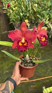 Blc. Mirian Suzuki 'Red' 2 - 2 Flores + 2 Brotacoes (Otima Forma)