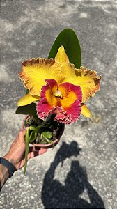 Blc. Chomthong Fancy - Florida Gigante