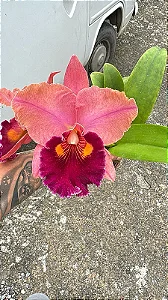 Blc. Lina Costa - 2 Botoes