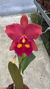 Blc. NSA Linda Dona - Florida + Brotacao (Otima Forma)