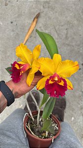 Blc. Shinfong Castle (Chunyeah x Toshie Aoki) 2 - Florida (Otima Forma)