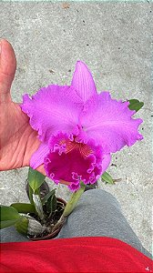 Blc. (Rolf Altenburg x California Dreams) - Florida (Nova Variedade)