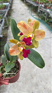 Blc. (Chinese Bronze x Nobile's Confetti) 2 - Florida (Floracao Diferenciada)