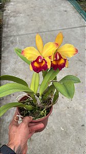 Blc. (Lady Gaga x Amazing Thailand) 1 - 2 Flores