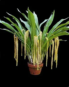 Dendrochillum Magnum - Hastes (Gigante)
