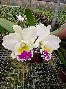 Bc. Pastoral 'Aniel Carnier' 10 - 2 Espatas com Botoes