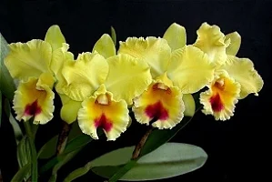 Blc. Goldenzelle 'Lemon Chiffon' 2 - 2 Frentes com Botoes