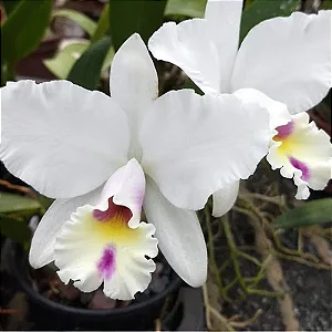 Lc. (Anceps x Jaguariuna) 4 - 6 Frentes com Botoes