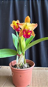 Blc. Little Toshie H&R 2 - 2 Flores