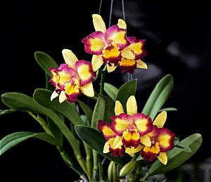 Blc. Shinshiang Diamond 'Tai Young' 1 - Botoes + Brotacao