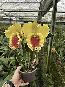 Blc. NP Gold 1 - Botoes Subindo