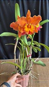 Blc. (Saeng U-AS x Chomtong Fancy) - 2 Frentes com Flores (Cores Diferentes)