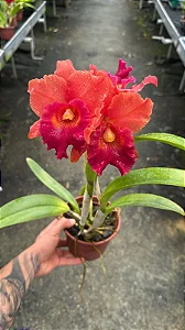 Blc. Mirian Suzuki 'Red Crab' 2 - Botoes + Espata FLoral