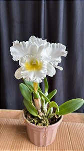 Blc. Turandot Guaxupe Alba - 2 Flores