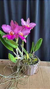 Blc. (Rodrigo Suzuki x Waikiki Gold) - 2 Frentes Floridas (Roxa)