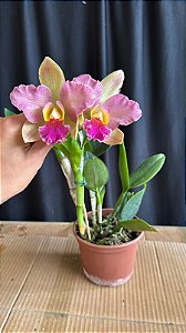 Blc. (Hawaiian Galaxy x Hawaiian Satisfaction) - Florida