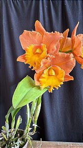 Blc. (Yingluck Smile x Mem. Buranapan Nikon) - Florida