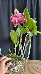 Blc. Durigan Gemini Tetraploide - Florida