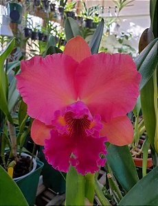 Blc. (Rodrigo Suzuki x Yoshico Suzuki) 'Orange Glow' - Botoes + Vaso Cheio