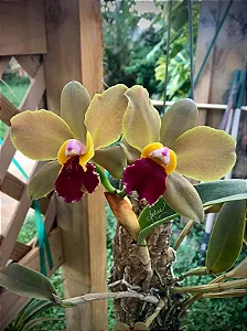 Blc. Red Gold - Botoes Subindo