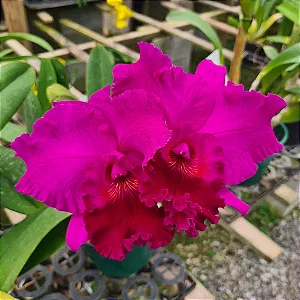 Blc. Joao Paulo Fontes 'Extra' 2 - Vaso Super Cheio