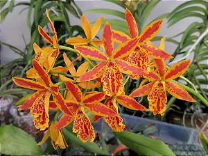 Epc. Volcano's Trick 'Fireball' 1 - 2 Hastes com Botoes