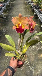 Blc. Suzuki's Matrix (Chia Lin x Goldenzelle) - 3 Frentes com Botoes + Super cheio