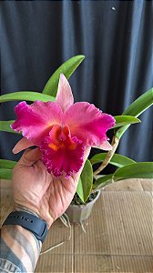 Blc. (Macki Flare x Hall of Fame) Rosa Flameada (Flor gigante)