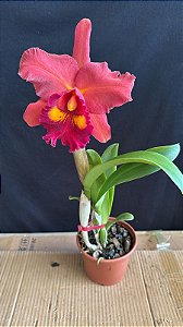 Blc. NSA Linda Dona 3 - Florida (Otima Floracao)