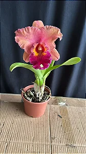 Blc. Mirian Suzuki 'Rotunda' 2 - Espata Floral (Botao)