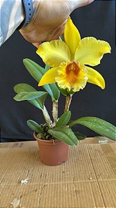 Blc. Suzuki's Golden Stripes - Florida + Vaso Cheio