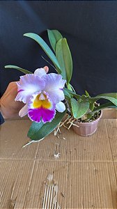 Blc. (Patchara Fancy x Memoria Anna Balmores) - Florida (Otima Cor e Forma)