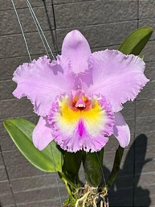 Blc. Thaksina Pink 1 - Espata Floral