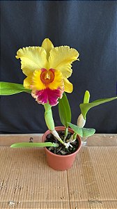 Blc. (Mirian Suzuki x Rodrigo Suzuki) 1 - Florida + Espata Floral