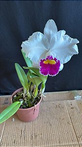 Lc. Melody Fair 'Mishima' 2 - Florida