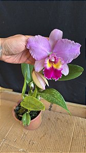 Blc. (Mirian Suzuki 'Rotunda' x William Farrel 'Pastel Parade') - Florida (Otima Forma)