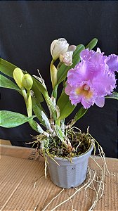 Blc. Turandot Guaxupe 11 - 3 Frentes com Flores (TOP)