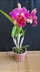 Blc. (Lady Gaga x Amazing Thailand) 2 - 2 Flores (Especial)