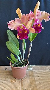 Blc. Mirian Suzuki 'Pumpkin' - 2 Flores Flameadas