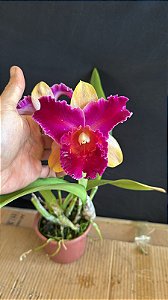 Blc. (Lady Gaga x Amazing Thailand) 4 - 2 Flores (TOP)