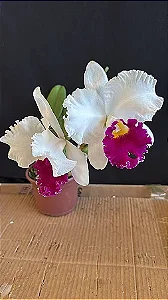 Lc. Melody Fair 'Mishima' 4 - 2 Frentes com Botoes